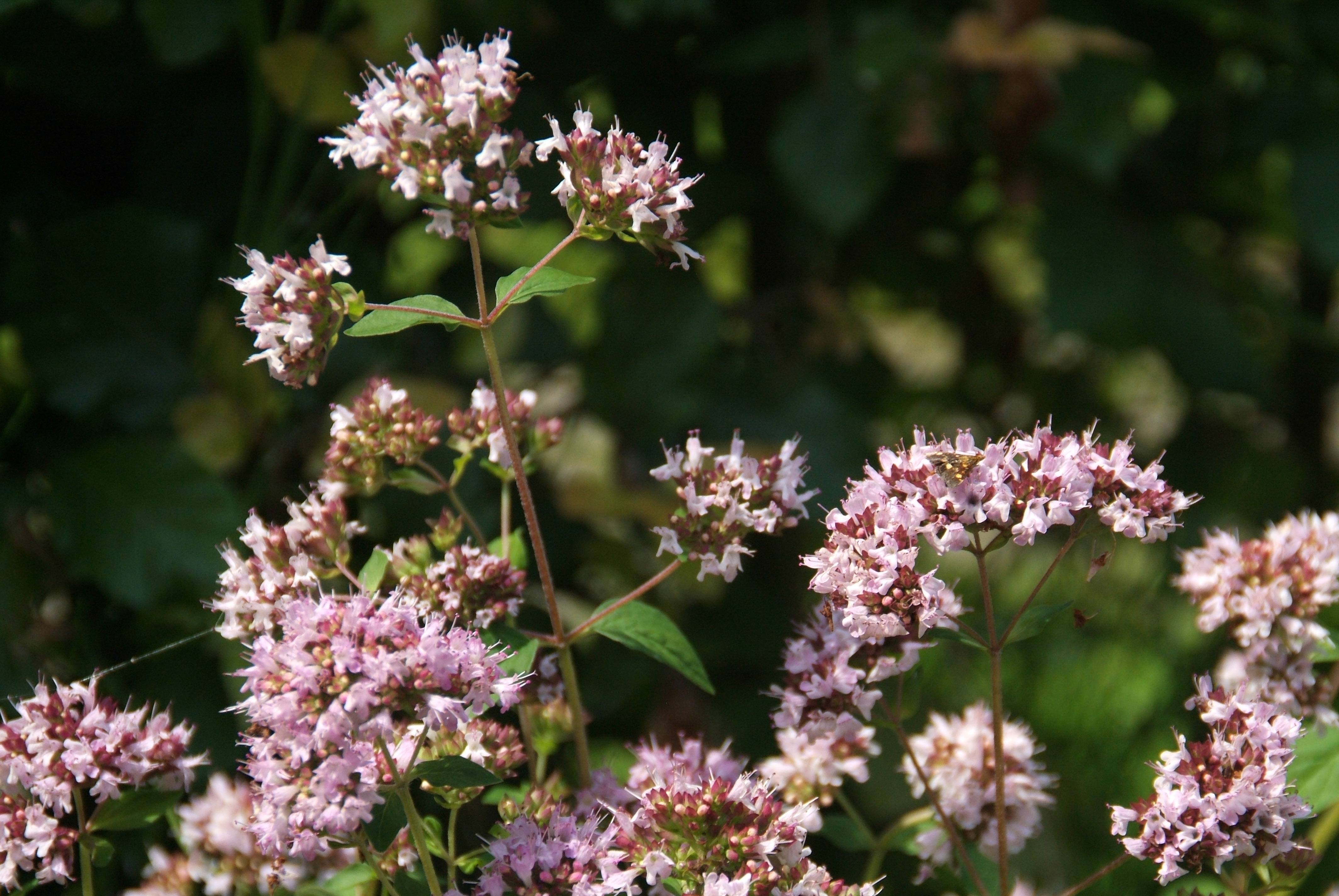 Origanum vulgareWilde marjolein bestellen